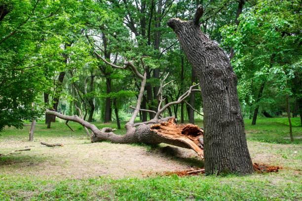 Best Emergency Tree Removal  in Bohners Lake, WI