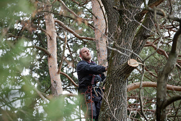 Best Tree Health Inspection  in Bohners Lake, WI