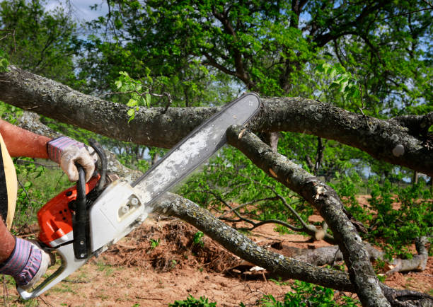 How Our Tree Care Process Works  in  Bohners Lake, WI